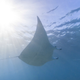 Illustration for article titled Google launches underwater Street View, blows everyones goddamn mind